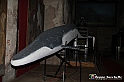 VBS_9541 - Museo Paleontologico - Asti